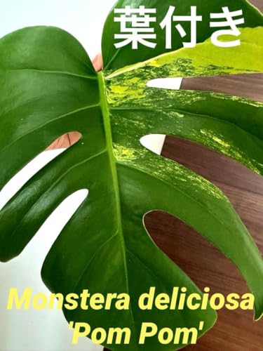 観葉植物 デリシオーサ モンステラ」の人気商品一覧 | 安い商品を通販